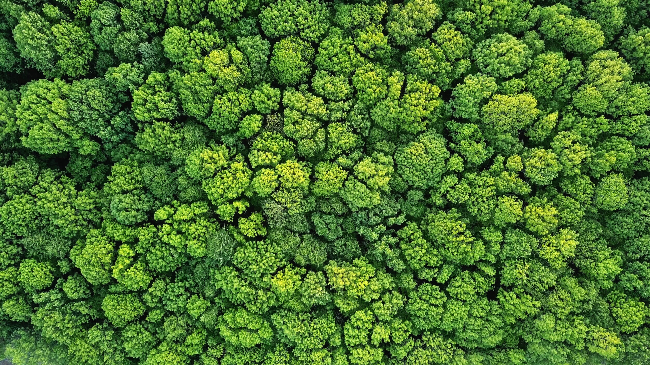 iStock-968853036-scaled.jpg?w=2500&h=1406&scale iStock-968853036-scaled.jpg?w=2500&h=1406&scale